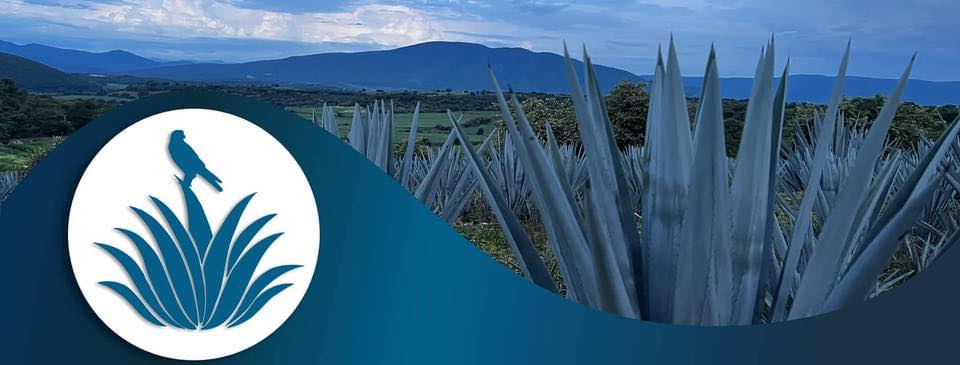 Campos de agave Sagrado Agave