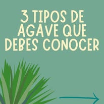 Tres tipos de agave que debes conocer