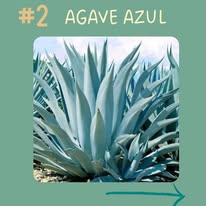 Agave azul Sagrado Agave
