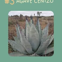 Agave cenizo Sagrado Agave