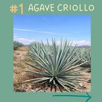 Agave criollo Sagrado Agave