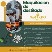 Maquilación de destilado Sagrado Agave